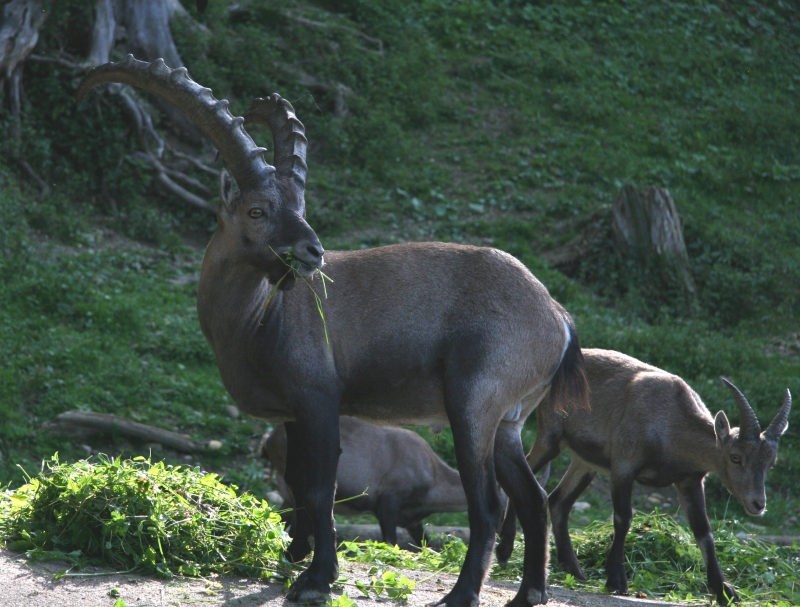 Stambecco alpino in ambiente naturale